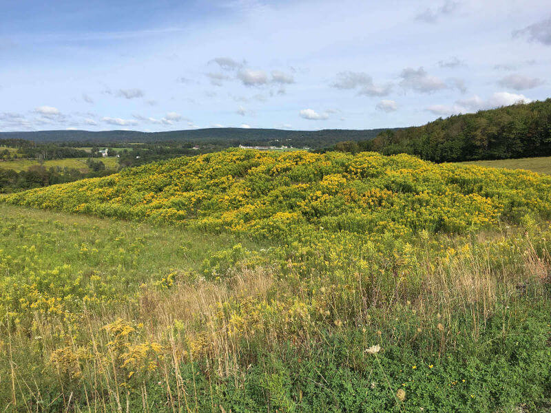 Big Pond Landscape 1